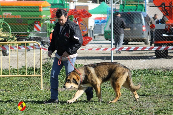 Hanna de 4 Elementos: 2ª Puppy Class Females - Mansilla de las Mulas 09.11.2014 
Keywords: 2014