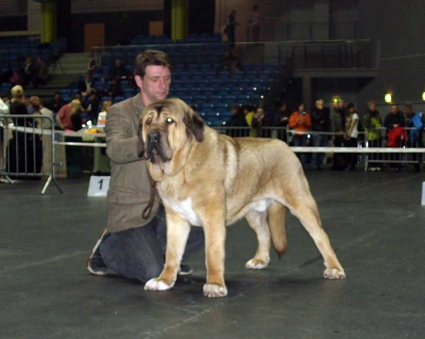 Harem Ulmaf Piksepini: EXC. 1, EST JCAC, BOS junior, BOS - Junior Class Males, International Dog Show, Tallinn, 13-14.02.2009
(Dragon Beark Cerny Levhart x Fortuna of the Witches Meltingpot)
Born: 02.12.2007

Keywords: 2009