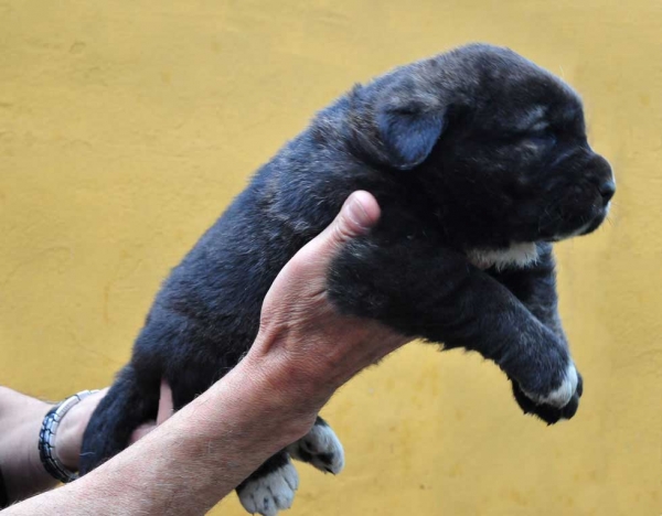 Female puppy 28 days - born june 2011
Tigre de Ablanera X Teverga de Ablanera

Keywords: puppyspain ablanera