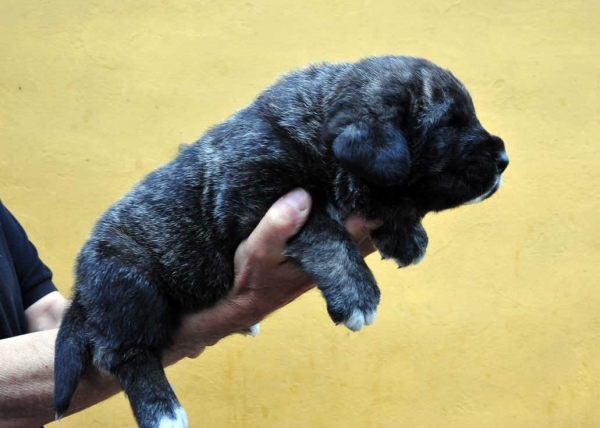 Female puppy 28 days - born june 2011
Tigre de Ablanera X Teverga de Ablanera

Keywords: puppyspain ablanera