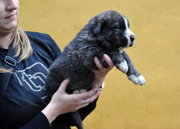 Female puppy 28 days - born june 2011
Tigre de Ablanera X Teverga de Ablanera

Keywords: puppyspain ablanera