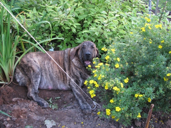 Hessi Mastibe before delivery of puppies born 22.08.2008
Neron de Filandon x Hessi Mastibe
22.08.2008 

Keywords: puppyrussia cortedemadrid