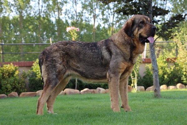 Multi CH Heva de Tierra de Órbigo. 
Campeona de España 2017. Campeona del Mundo 2017.
Keywords: tierraorbigo