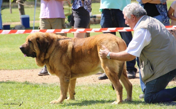 Abierta machos: High T-Bone de Tierra de Orbigo - XXXVIII Monográfica Nacional AEPME - Gordoncillo, Leon 08.09.2018
Keywords: tierraorbigo 2018