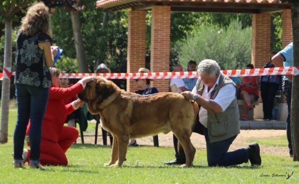 Abierta macho: High T-Bone de Tierra de Orbigo - XXXVIII Monográfica Nacional AEPME - Gordoncillo, Leon 08.09.2018
Keywords: 2018 tierraorbigo