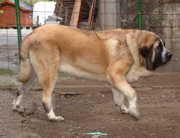 Hilario de la Valleja - 10 months old
(Raphael de la Valleja x Dan de las Cañadas)
 

