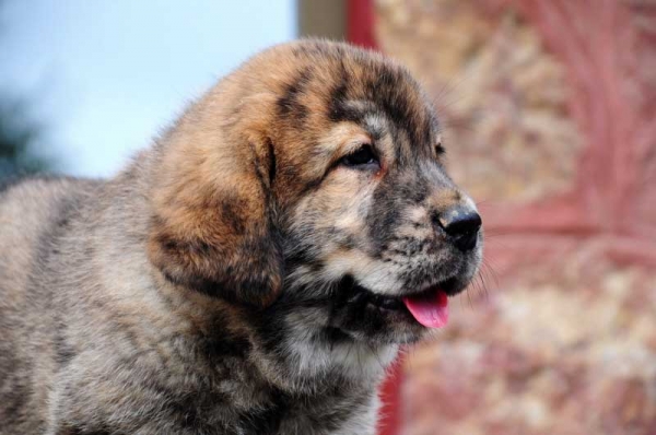 Huerga de los Zumbos
Trabanco de Trashumancia (Zumba - Rompe) X Campera de los Zumbos (Lario - Tigretona)
Keywords: zumbos puppyspain head portrait cabeza