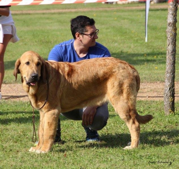 Cachorro hembra: Hulla de la Reguera - XXXVIII Monográfica Nacional AEPME - Gordoncillo, Leon 08.09.2018
Keywords: 2018 reguera