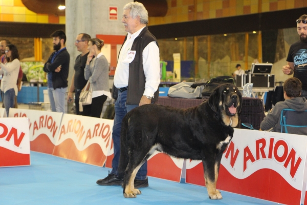 CH Jr Hurgón de Tierra de Órbigo. 
Campeón Joven de España 2016
Keywords: tierraorbigo