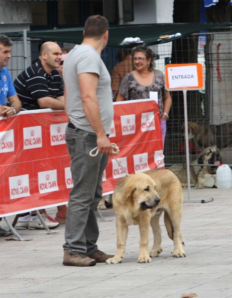 Bosco de Fonte Xunquera: VG 1 - Young Puppy Males, Luarca, Asturias, Spain (AEPME), 21.07.2012
Keywords: 2012