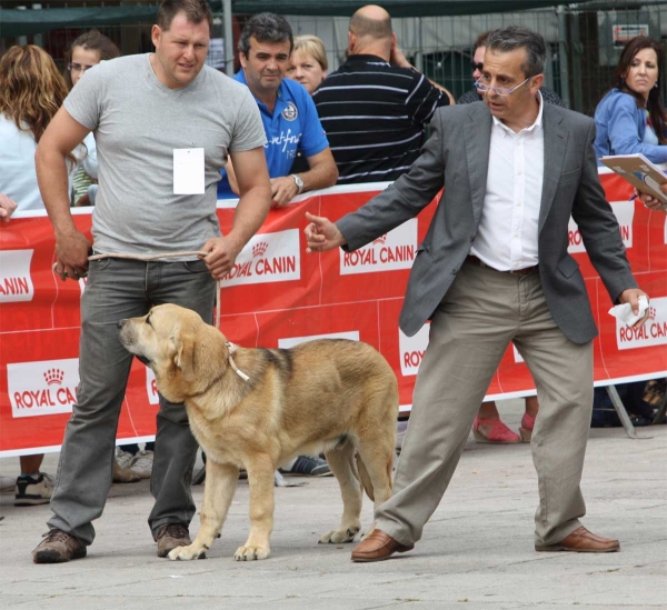 Bosco de Fonte Xunquera: VG 1 - Young Puppy Males, Luarca, Asturias, Spain (AEPME), 21.07.2012
Keywords: 2012