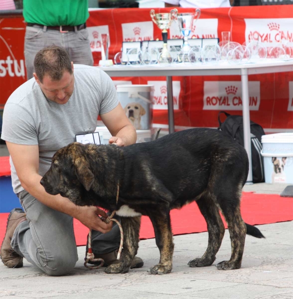 Señora de Villapedre: VG 4 - Young Puppy Females, Luarca, Asturias, Spain (AEPME), 21.07.2012
Keywords: 2012