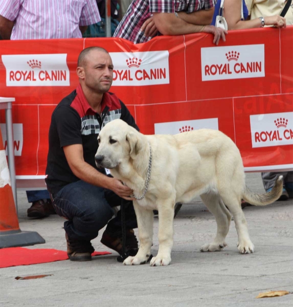 Jara de Fonte Xunguera: VG 3 - Young Puppy Females, Luarca, Asturias, Spain (AEPME), 21.07.2012
Keywords: 2012