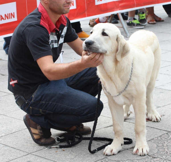 Jara de Fonte Xunguera: VG 3 - Young Puppy Females, Luarca, Asturias, Spain (AEPME), 21.07.2012
Keywords: 2012