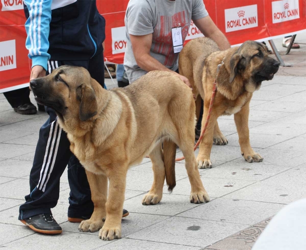 Young Puppy Females - Luarca, Asturias, Spain (AEPME), 21.07.2012
Keywords: 2012