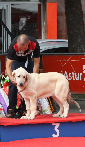 Jara de Fonte Xunquera: VG 3 - Young Puppy Females, Luarca, Asturias, Spain (AEPME), 21.07.2012
Keywords: 2012