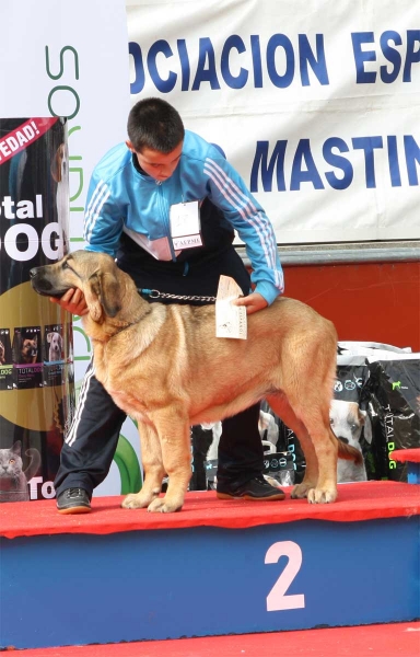 Gema de la Majada de los Robles: VG 2 - Young Puppy Females, Luarca, Asturias, Spain (AEPME), 21.07.2012
Keywords: 2012