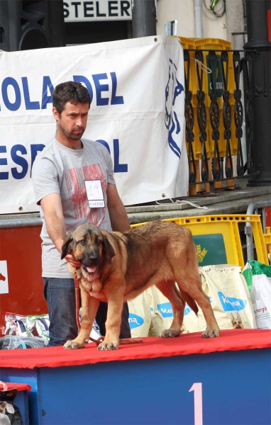 Dora de la Majada de los Robles: VG1, Best Young Puppy - Young Puppy Females, Luarca, Asturias, Spain (AEPME), 21.07.2012
Keywords: 2012