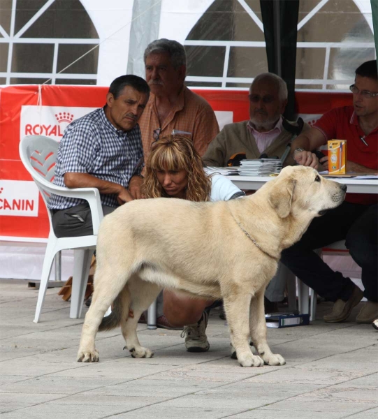 Felix de Montes del Pardo: VG 2 - Puppy Males, Luarca, Asturias, Spain (AEPME), 21.07.2012
Keywords: 2012