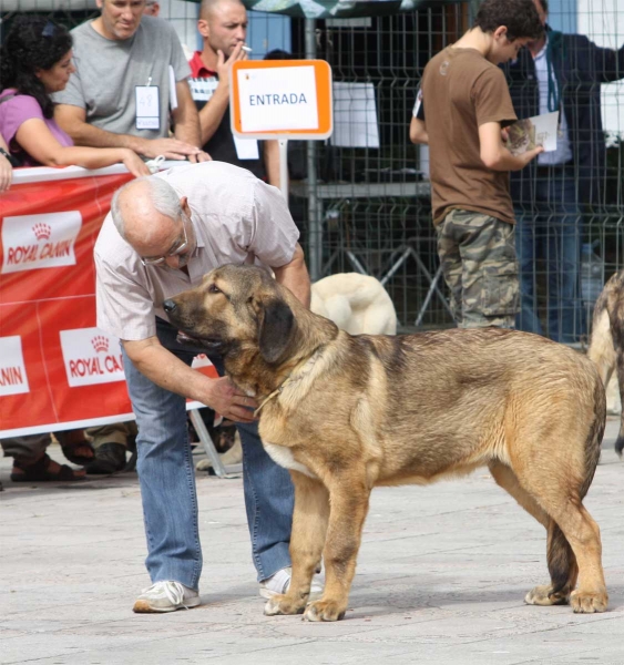 Noble de Autocan: VG 1 - Puppy Males, Luarca, Asturias, Spain (AEPME), 21.07.2012
Keywords: 2012