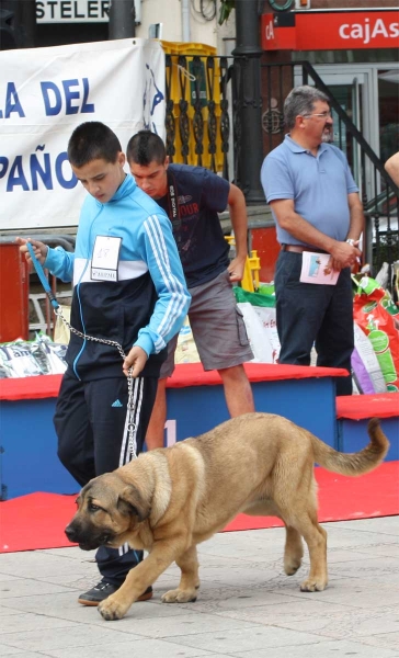 Gema de la Majada de los Robles: VG 2 - Young Puppies Females, Luarca, Asturias, Spain (AEPME), 21.07.2012
Keywords: 2012