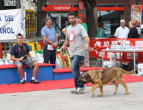 Dora de la Majada de los Robles: VG 1 - Young Puppy Females, Luarca, Asturias, Spain (AEPME), 21.07.2012
Keywords: 2012