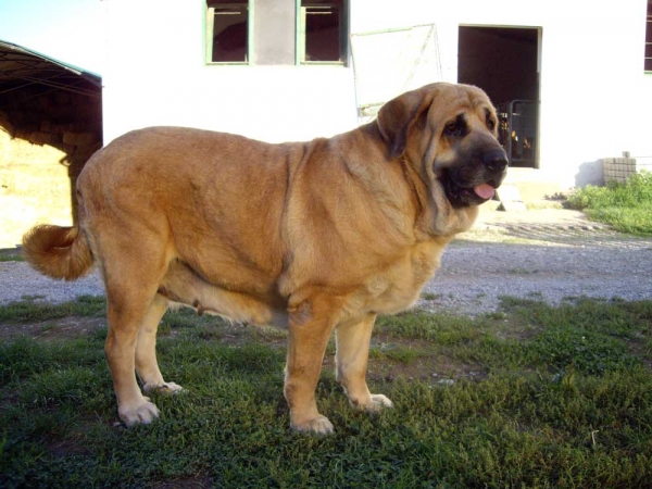 Tina de Babia
(Ulises de Babia x Rubia de las Cañadas)
