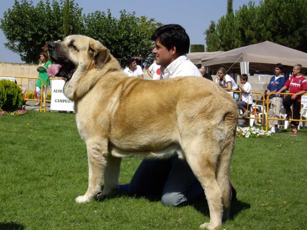 Seo de Torreanaz - Campeon de España 2007
Llanero de Ablanera x Tina de Babia)
Born; 01.07.2004
Breeder & owner: Alfonso Piris López-Dóriga 
Keywords: torreanaz