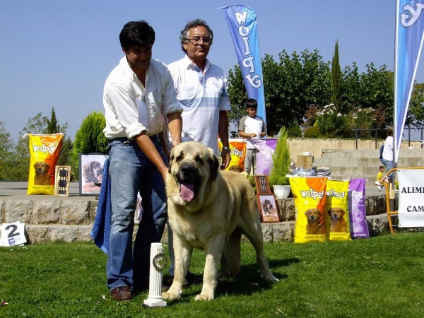 Seo de Torreanaz - Campeon de España 2007
Llanero de Ablanera x Tina de Babia)
Born; 01.07.2004
Breeder & owner: Alfonso Piris López-Dóriga 
Keywords: torreanaz