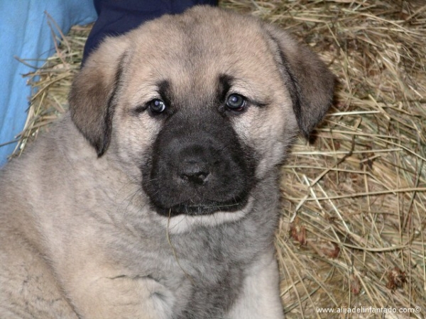 Cachorrita de mastín leonés
Keywords: alija puppy cachorro