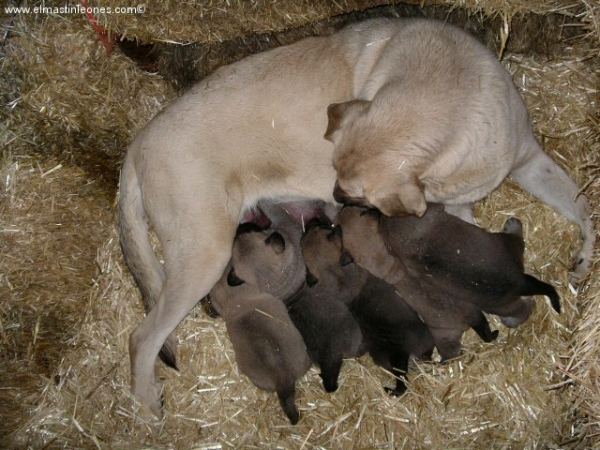 Cachorros de mastín leonés (Enero 2005)
Keywords: alija puppy