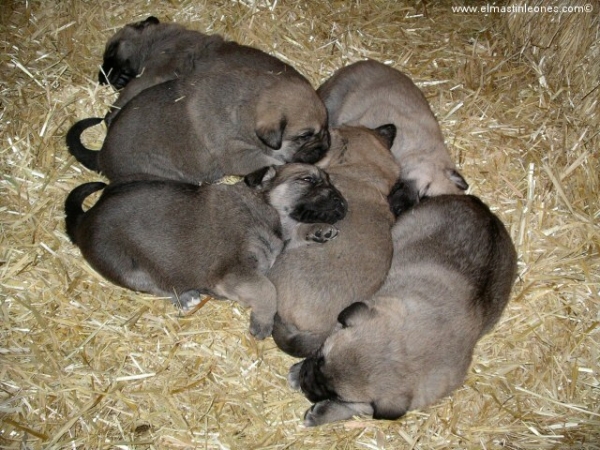 Cachorros de mastín leonés (Enero 2005)
Keywords: alija puppy