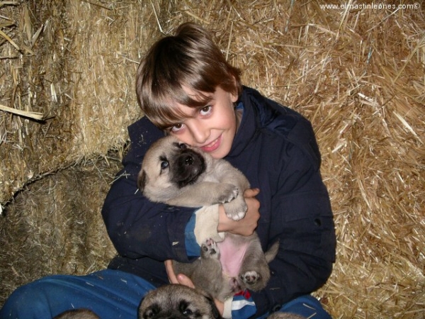 Cachorros de mastín leonés (Enero 2005)
Keywords: alija kids puppy