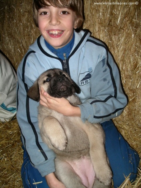 Cachorro de mastín leonés (Enero 2006)
Keywords: kids puppy cachorro