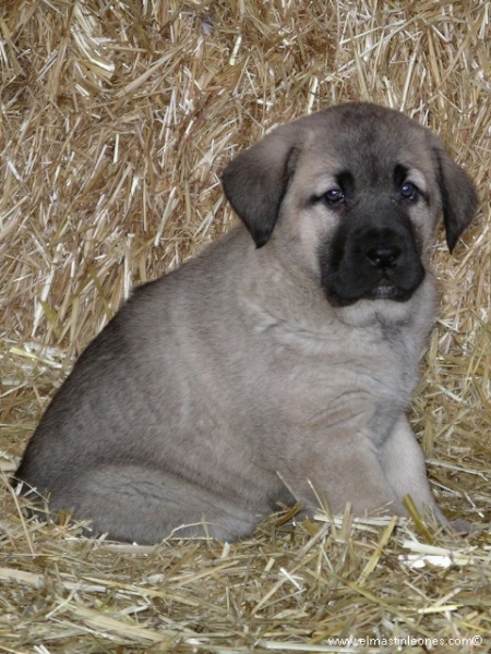 Cachorro de mastín leonés (Enero 2006)
Keywords: puppyspain puppy cachorro