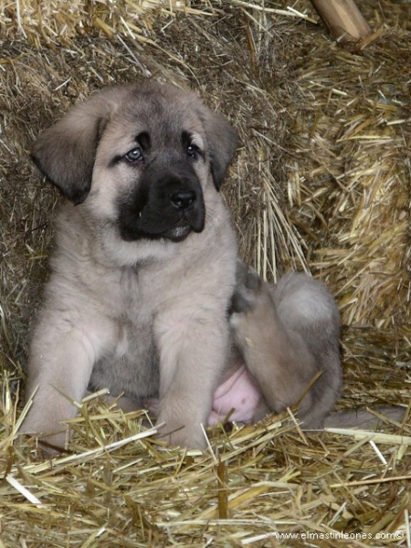 Cachorro de mastín leonés (Enero 2006)
Keywords: puppyspain puppy cachorro