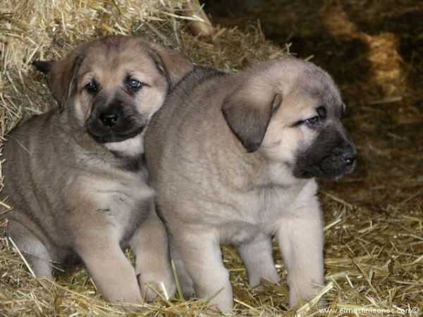 Cachorros de mastín leonés (Enero 2006)
Keywords: puppyspain puppy cachorro