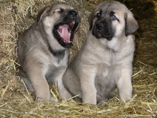 Cachorros de mastín leonés (Enero 2006)
Keywords: puppyspain puppy cachorro