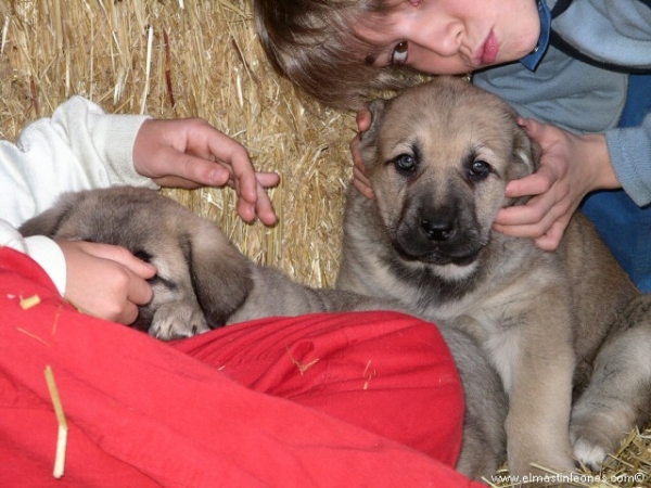 Cachorros de mastín leonés (Enero 2006)
Keywords: kids puppy cachorro