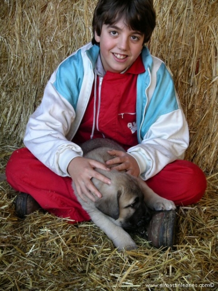 Cachorro de mastín leonés (Enero 2006)
Keywords: kids puppy cachorro