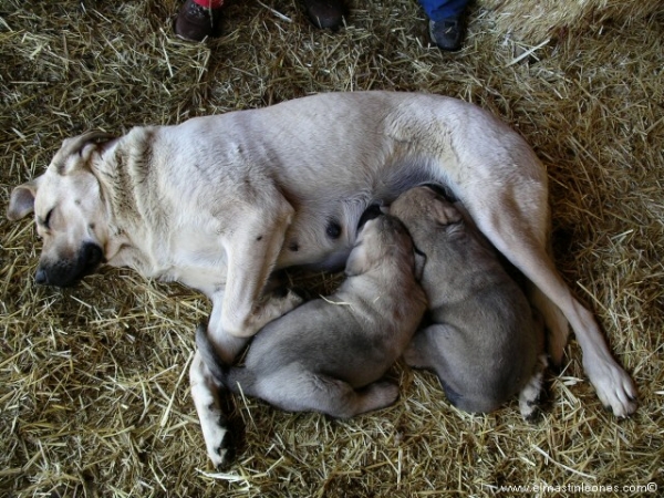 Cachorros de mastín leonés (Enero 2006)
