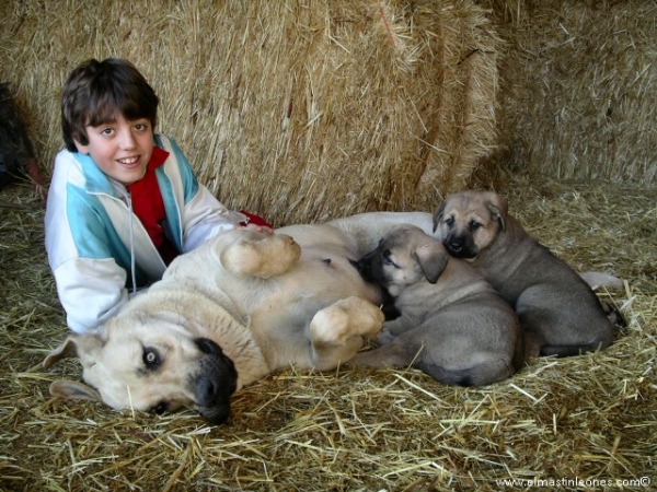 Cachorros de mastín leonés (Enero 2006)
Keywords: kids puppy cachorro