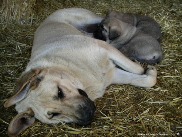 Cachorros de mastín leonés (Enero 2006)
