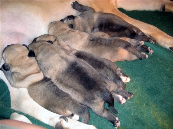 Puppies from Angel De La Asturias (USA) - born 28.10.2007
Keywords: himmelberg