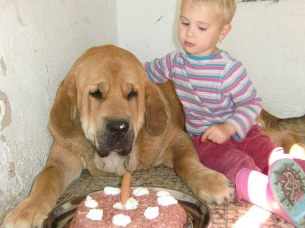 Ydalgo Leon Tornado Erben - 1. Birthday
Brutus del Dharmapuri x Sofia Sol Tornádo Erben
Born: 17.08.2010 
Co-owned with kennel Tornado Erben
Keywords: kids ultramaxima