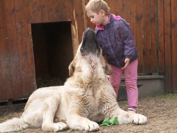 Vacceo de Fuente Mimbre
Canonero de Fuente Mimbre x Quintana de Fuente Mimbre
Born: 20.06.2010

Keywords: kids ultramaxima