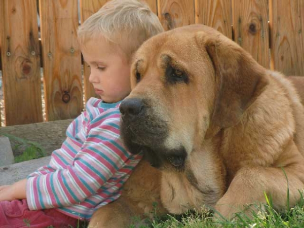 Ydalgo Leon Tornado Erben
Brutus del Dharmapuri x Sofia Sol Tornádo Erben
Born: 17.08.2010 
Co-owned with kennel Tornado Erben
Keywords: kids ultramaxima