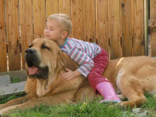 Ydalgo Leon Tornado Erben
Brutus del Dharmapuri x Sofia Sol Tornádo Erben
Born: 17.08.2010 
Co-owned with kennel Tornado Erben
Keywords: kids ultramaxima