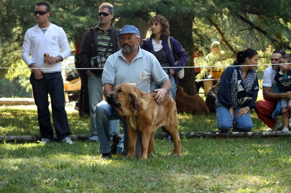 Puppy from 'La Vicheriza' - Puppy Class Males / Clase Cachorros Machos - Barrios de Luna 2009
Owner: Cándido Rodríguez
Keywords: 2009