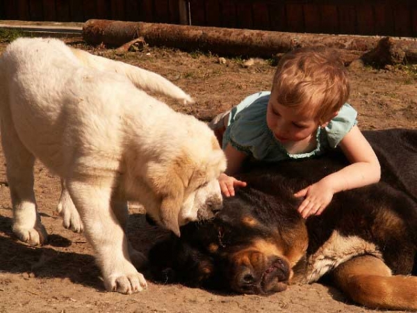 Nora de Fuente Mimbre and puppy
Moroco X Celsa de Fuente Mimbre
Born: 21.06.2009
Keywords: kids ultramaxima